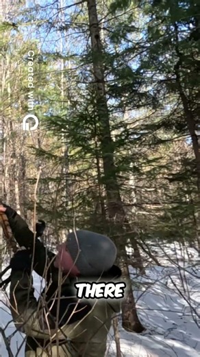 Finding Chaga Mushrooms in the Snow! 🍄❄️ #shortvideo #snowcamp #wintercamping
