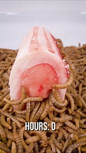 Mealworms munching Bone Marrow Timelapse | WormLapse