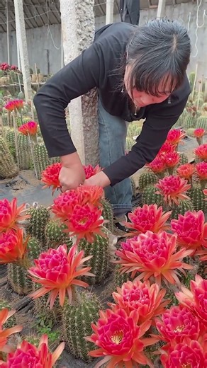 How to HARVEST Red Cactus Flowers Safely!