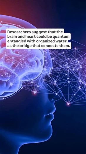 QUANTUM HEART PT 5 Researchers suggest that the brain and heart could be quantum entangled with organized water as the bridge that connects them. In 2022, researchers Kerskens and López Pérez found heartbeat-related signals in the brain using MRI. With each heartbeat, the spin of the protons in the water of the brain would respond. They suggested the signals might come from quantum effects in water and could even link to consciousness. This study suggests these signals could be linked to quantum