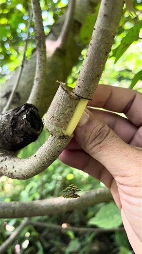 Air layering using cup ice cream 🌱 #plants #plantpropagation #gardening