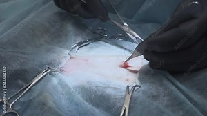 surgical sutures on a cat after a successful operation. Vet doing the operation for sterilization. . Cat in a veterinary surgery , the uterus and ovaries of a cat.