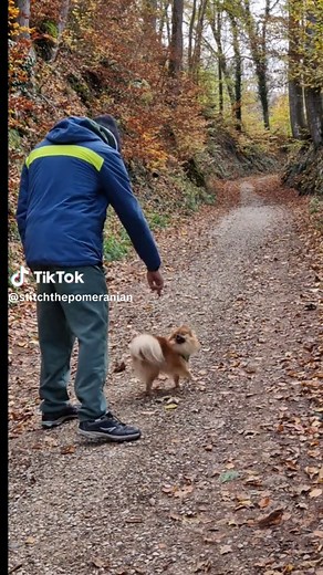 Good Boy! 💪🦊 #pomeranian #dogtraining #dogtricks #trickdog