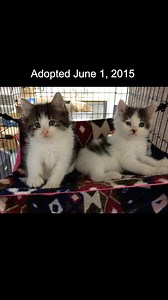 81K views · 2.9K reactions | We had a couple cats returned today after almost 10 years. Their mom was so sad and crying as she left. #davidloop65 #cat #catlife #catlover #kitten | David Loop | Facebook