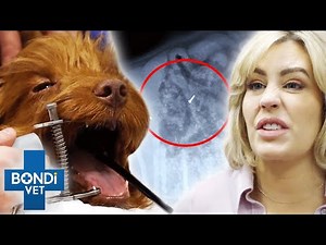 Drawing Pin Extracted From Puppy's Stomach 🤯 | Bondi Vet Coast to Coast S4EP2 | New Full Episodes