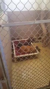 5.1K views · 95 reactions | 3/30- UPDATE, A rescue group inquired...