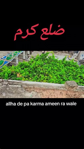 Dr.Psycho (@psycho.dr11)’s videos with original sound - Dr.Psycho