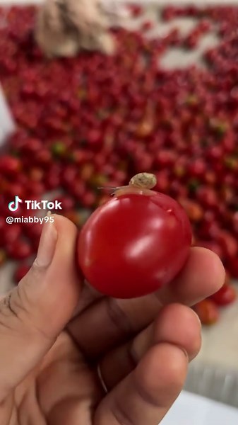 The Tiniest Snail You've Ever Seen