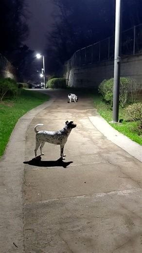 딸들이 푹자고 인나서 사료 물잔뜩먹어서 새벽1시나와서산책중 아빠졸려. T.T. :)