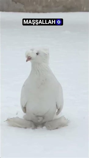 abone olurmusunuz #keşfet#beniöneçıkart #benial #videotutorial #öneçıkar #tutorial #futbol #güvercin