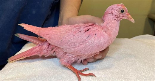 Pigeon dyed pink is rescued in Madison Square Park