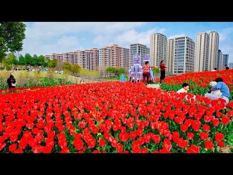 China's Grand Spring Garden City！Shanghai Walk Travel 2026