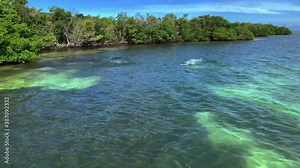 Dolphins swimming and playing next tot the shore and a coral reef in Florida Keys, USA