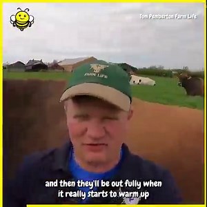 Happy Cows Go Outside For The First Time