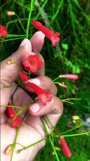 Beautiful Red Firecracker Plant in Bloom 🧨 #nature #freshly #garden #trendingshorts