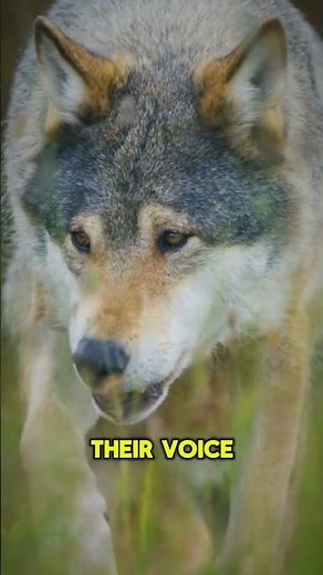 The Wolf's Howl: A Wild Symphony #wolf #animalfacts