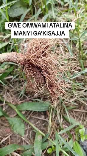 Exploring Kenyan TikTok Trends with Manpower Duets