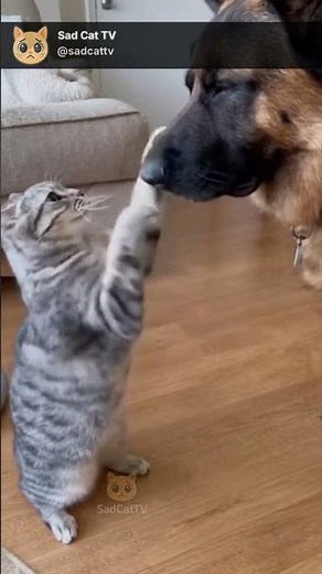 Cat Overreacts After Playful Moment With German Shepherd... Too Funny! 😂🐱