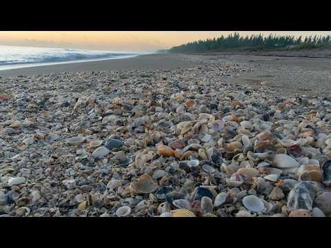 Post Storm Florida East Coast Shelling (Full Cut)
