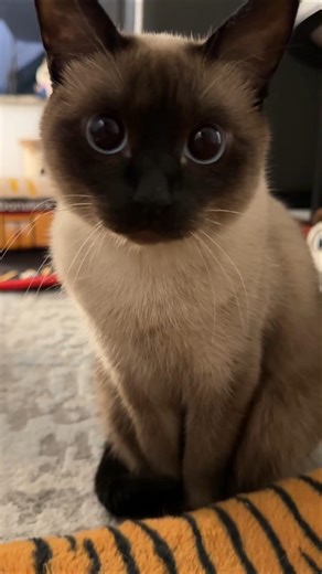 Cute Siamese cat 🐈 Lyra #shorts