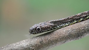 Did you know snakes 🐍 squeeze and relax the muscles down each side of their body to move from one area to another or “slither” across the ground? You can help protect critical habitat for snakes and other threatened species. Visit our website to learn more: https://buff.ly/3rIGqix | Rainforest Trust