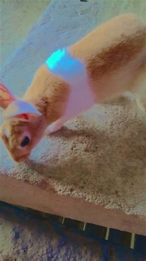 rabbit sound #rabbit #cute #animals #bunny #rabbit #shortvideo