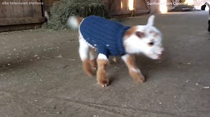 Watch one-day-old goats jump around in adorable sweaters