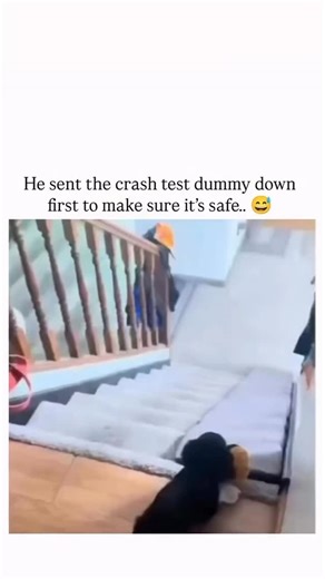 Mercy Paws Foundation on Instagram: "This Instagram reel features a 19-second video of a black puppy sliding down a carpeted staircase turned into a makeshift slide using a white sheet, with its owner first sending a stuffed bee toy as a humorous “crash test dummy” to ensure safety. Posted on 6 October 2025, the clip originates from a 2021 TV Gelderland segment and has garnered over 3.3 million views, 87,000 likes, and 4,500 reposts, highlighting the account’s focus on uplifting animal content f