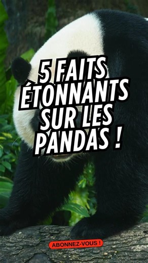 5 faits INCROYABLES sur les pandas 🐼 #faitsamusants #animaux #faitsinteressants
