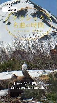 1分クラシック♪野ばら シューベルト #クラシック #名曲 #朝