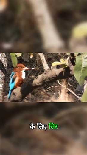 How This Bird Hunts in Two Worlds at Once #nature #wildlife #animals