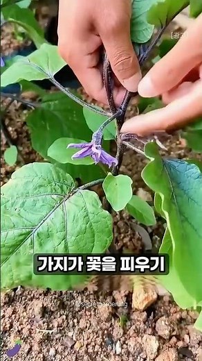 The Complete Beginner's Guide to Pruning Eggplants 🍆 #VeggieGarden #EggplantGrowing