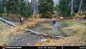 320K views · 789 reactions | SOUND ON  This elk was clearly made for the big screen. 朗 We never get tired of peeping in on Utah's wildlife in the backcountry. Credit: Bradley Blake | Utah Division of Wildlife Resources | Facebook