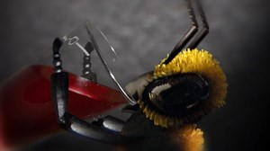 Menomena: Evil Bee