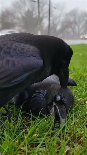 Tragedy on the Wire: A Crow's Mourning