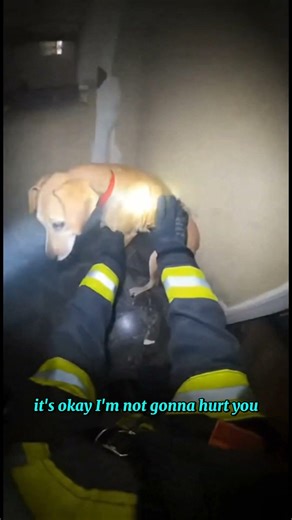 Dog Trapped in Fire – Firefighter Risked His Life | Emotional Video #houseonfire