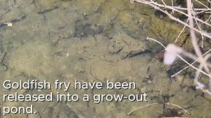 4.2K views · 21 reactions | Our Goldfish Fry have been released into a grow-out pond where they have almost infinite space and food to get big and strong. | The Carp Co | Facebook