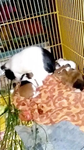 Dutch rabbit 🐇 #pets #trendingshorts #youtubeshorts