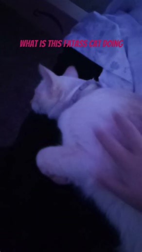 random audio #cat #silly