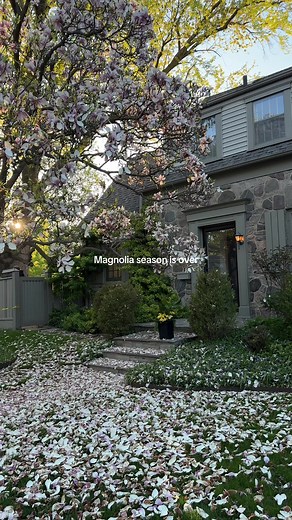 Exploring the Beauty of Magnolia Trees This Spring