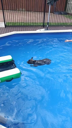 Keep Your Dog Safe with an Inflatable Dog Ramp for Water Activities