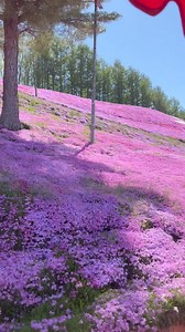 210K views · 10K reactions | Pink Hills in Japan  Shibazakura Festival | Sobrang Ganda  Higashi Mokoto Hokkaido | JP in Japan | Facebook