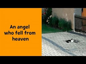 50 Adorable Cat Memes Made for True Cat People