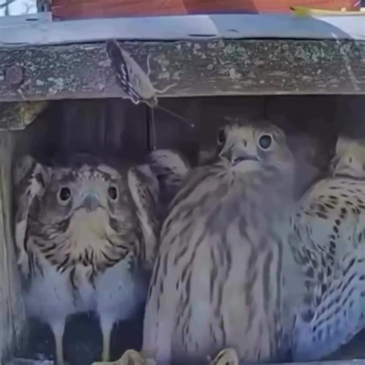 28K views · 331 reactions | Des bébés faucons découvrent leur premier papillon曆 | Québec FIER | Facebook