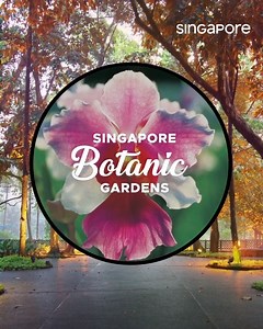 Welcome to Singapore Botanic Gardens⁠—founded in 1859, it is the first and only tropical botanic garden on UNESCO’s World Heritage List, home to over 60,000 plants on 60 acres of land. 🌹🌺🌼 #VisitSingapore | VisitSingapore