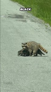 The Amazing Life of a Raccoon 🦝 #Raccoon #Wildlife #Nature #AnimalFacts