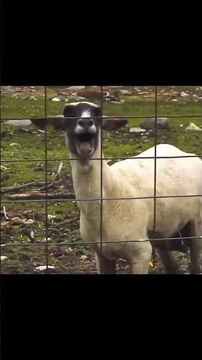 Screaming goat- sound effect