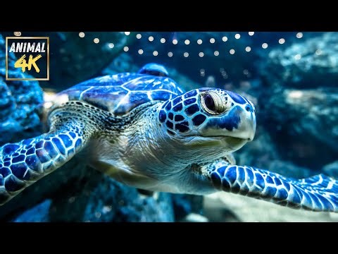 🐢 Turtles: Slow but Super Cool! | Amazing Turtle Facts You Never Knew