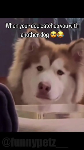 Understanding Jealousy in Dogs: Unveiling Canine Emotions