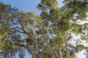 Environmental offsets